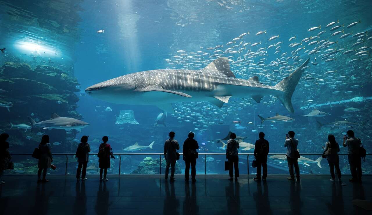 La vedette de l'aquarium : le bassin g&eacute;ant et son requin-baleine