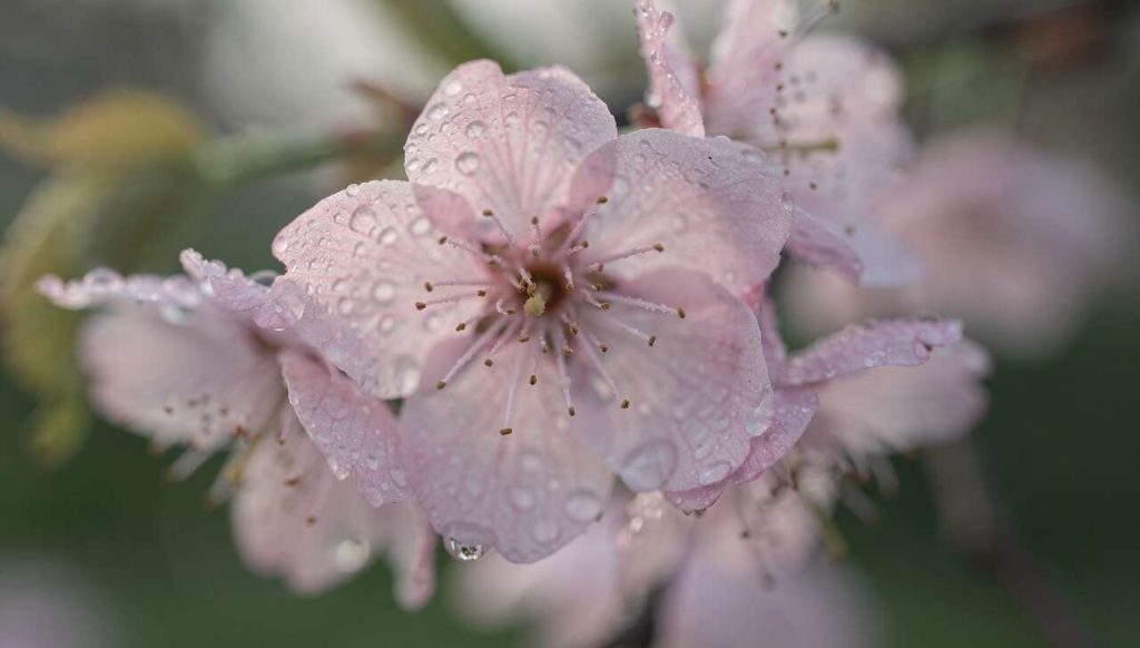 Fleurs de sakura préservées : découvrez leur secret