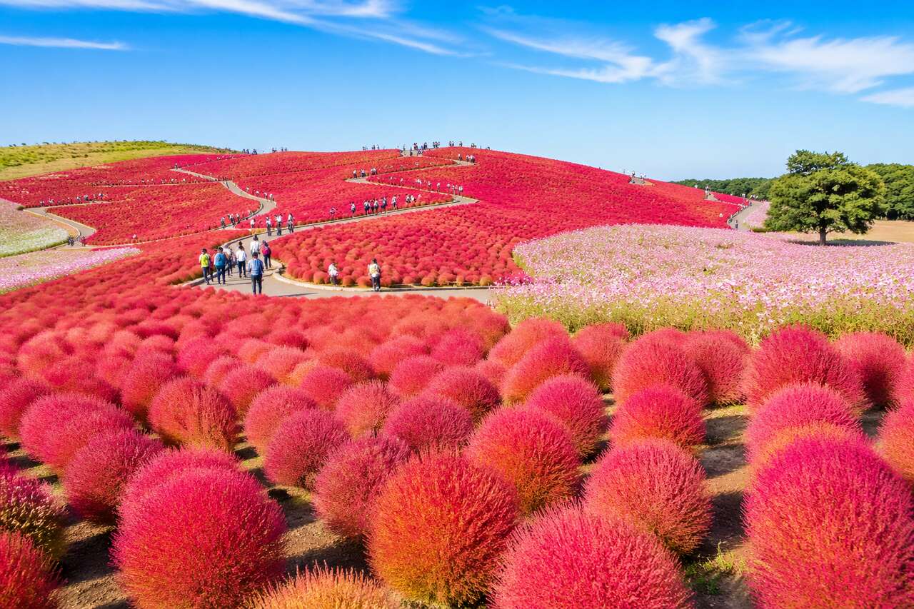 Parc Hitachi Seaside : un jardin fleuri aux portes de Tokyo