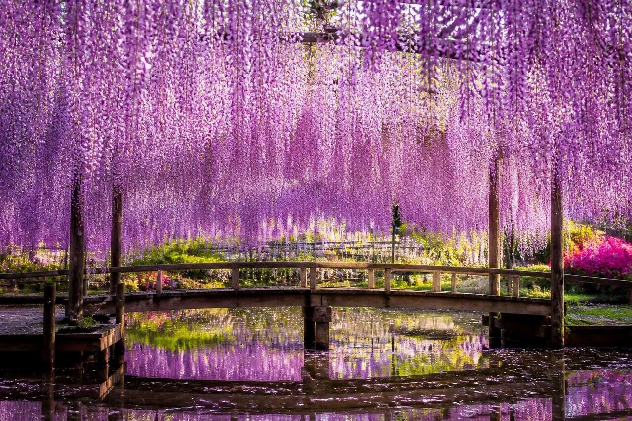 Parc floral d'Ashikaga : les glycines spectaculaires de Nikko