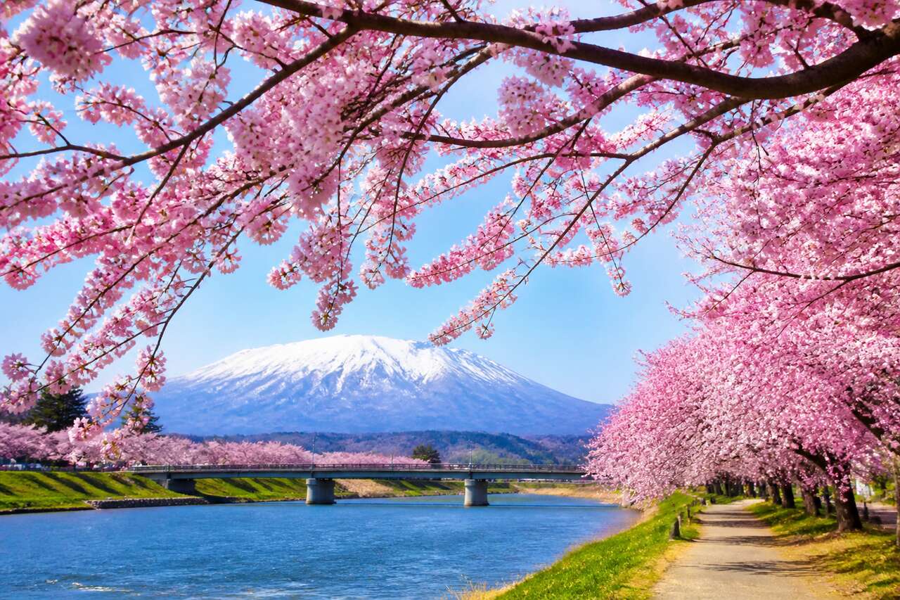 Où voir les cerisiers en fleurs dans le Tōhoku ?