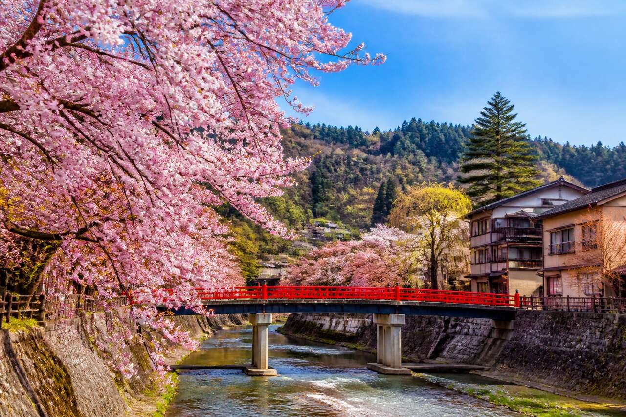 Top 6 des spots de cerisiers en fleurs à Takayama