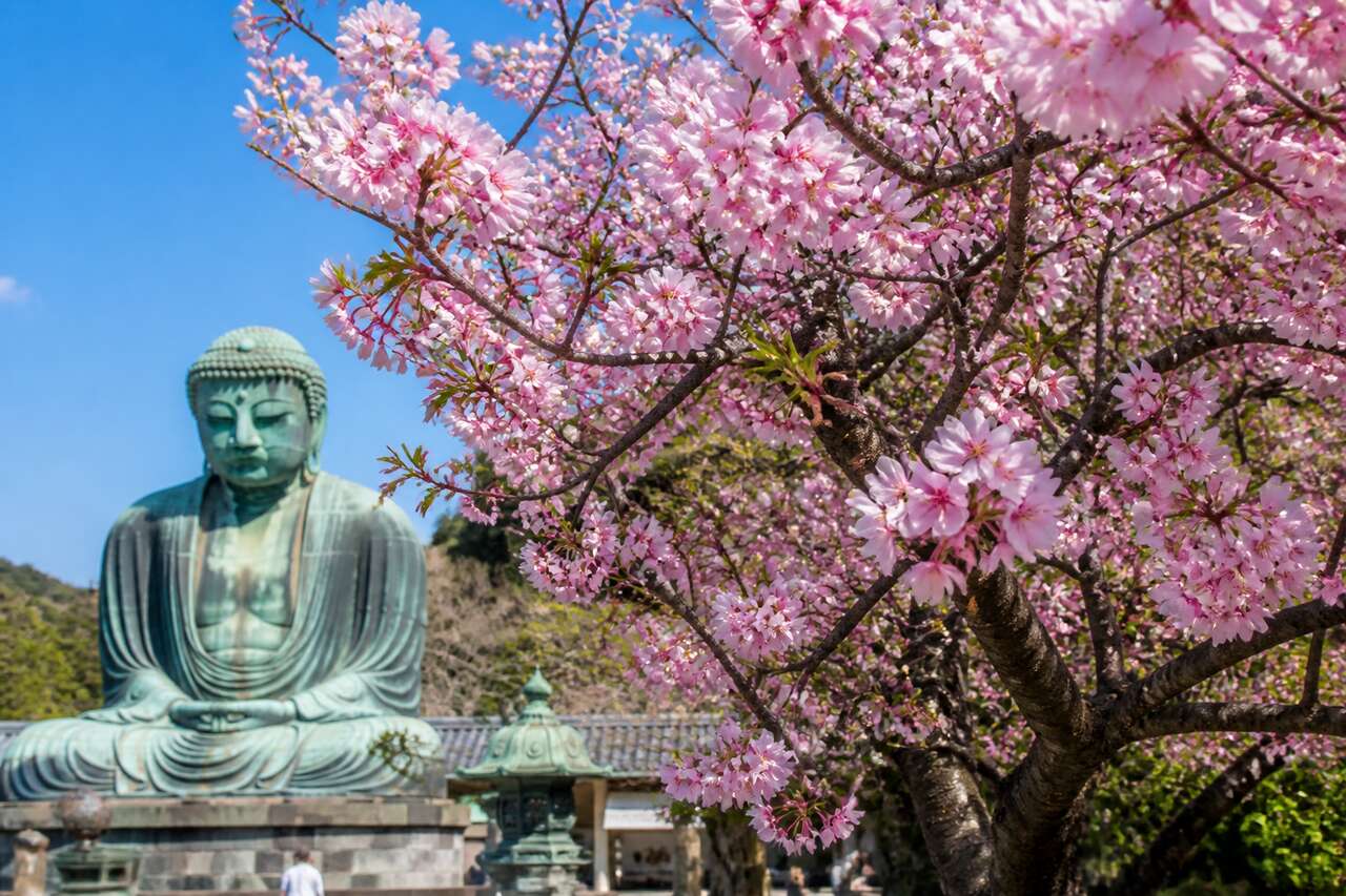Top 4 des spots de hanami à Kamakura pour admirer les cerisiers en fleurs