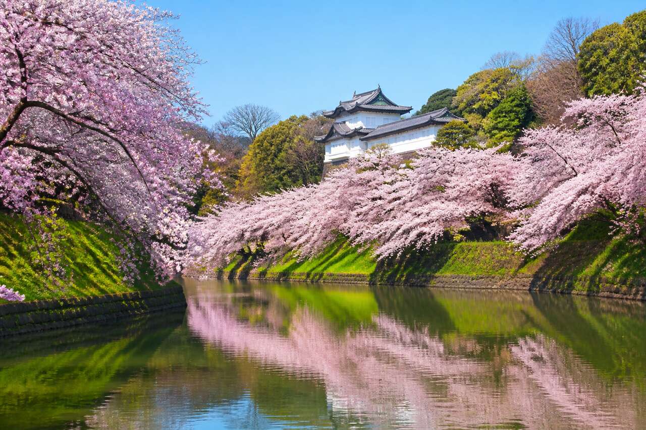 Chidorigafuchi : les cerisiers en fleurs le long des douves du château d'Edo à Tokyo