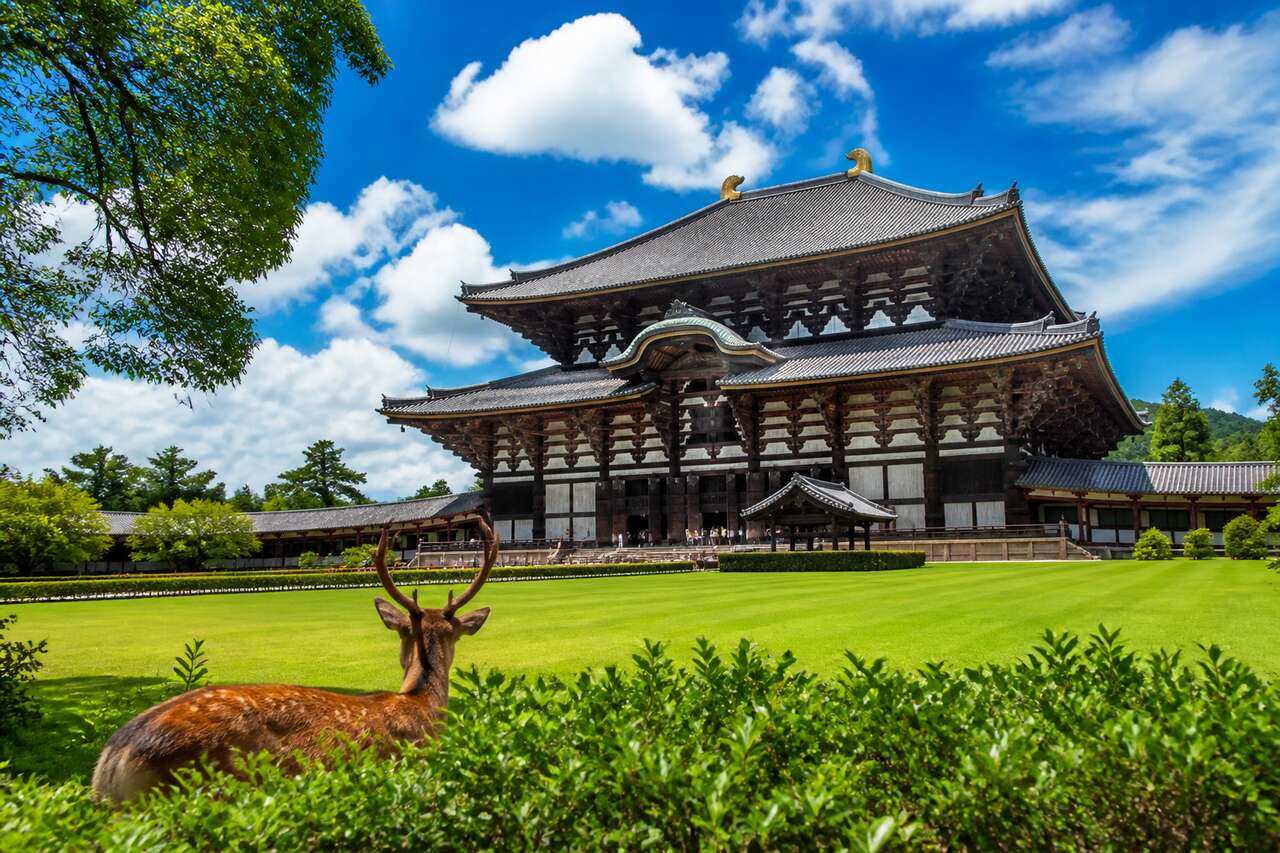 Top 5 des activités à faire à Nara en été