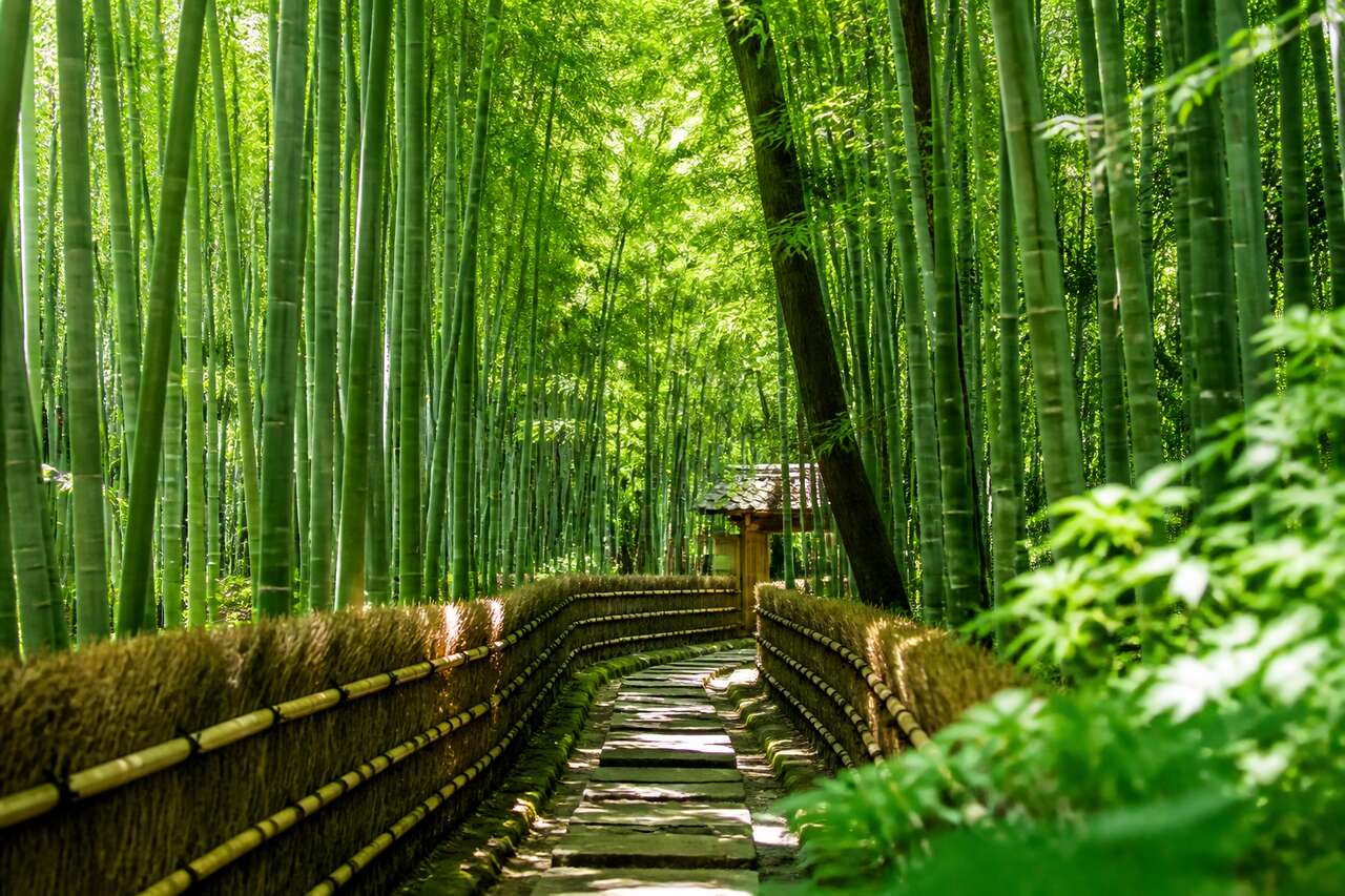 Hokokuji, le temple aux bambous de Kamakura