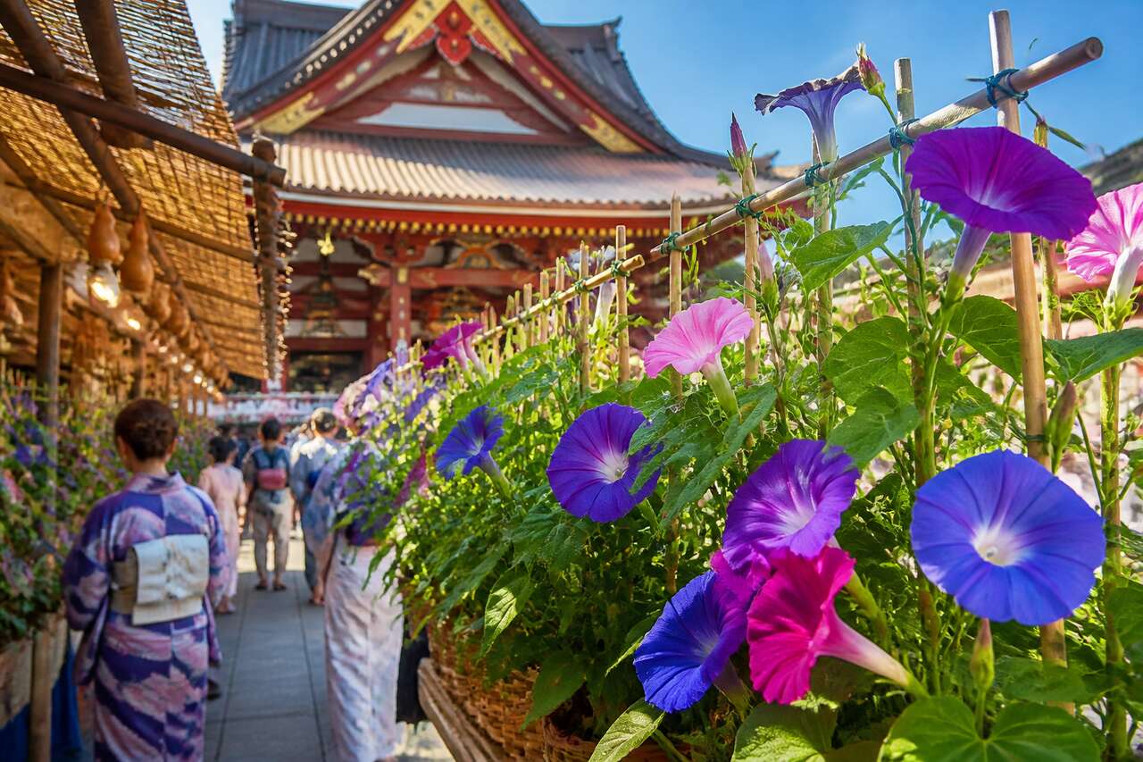 Le festival Iriya Asagao à Tokyo