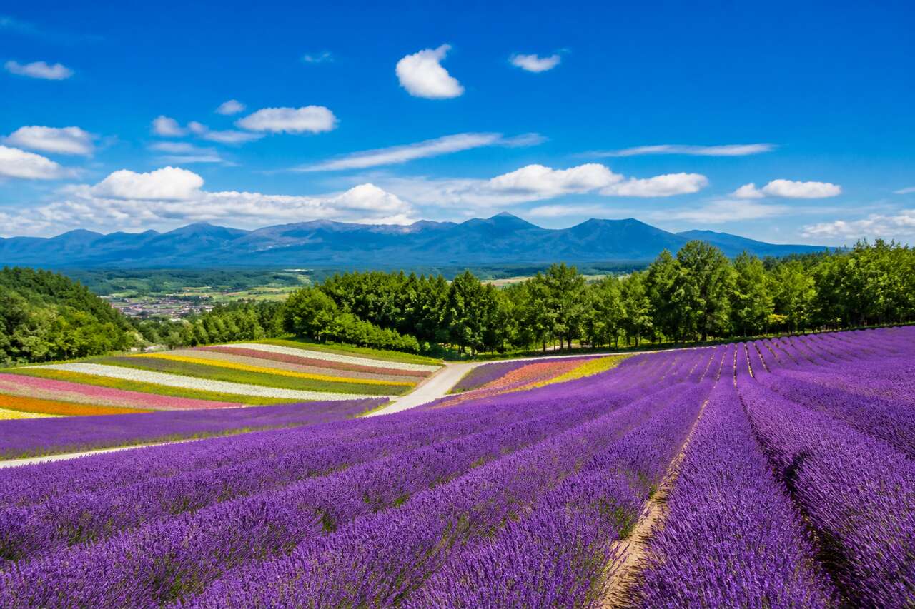 Furano : découvrez la campagne de Hokkaido