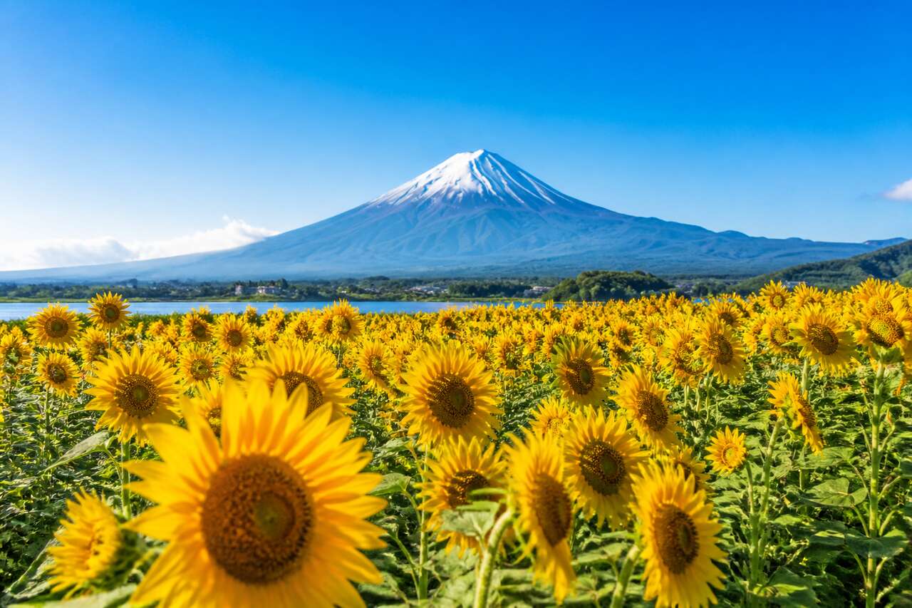 Les meilleurs endroits où admirer les tournesols près de Tokyo