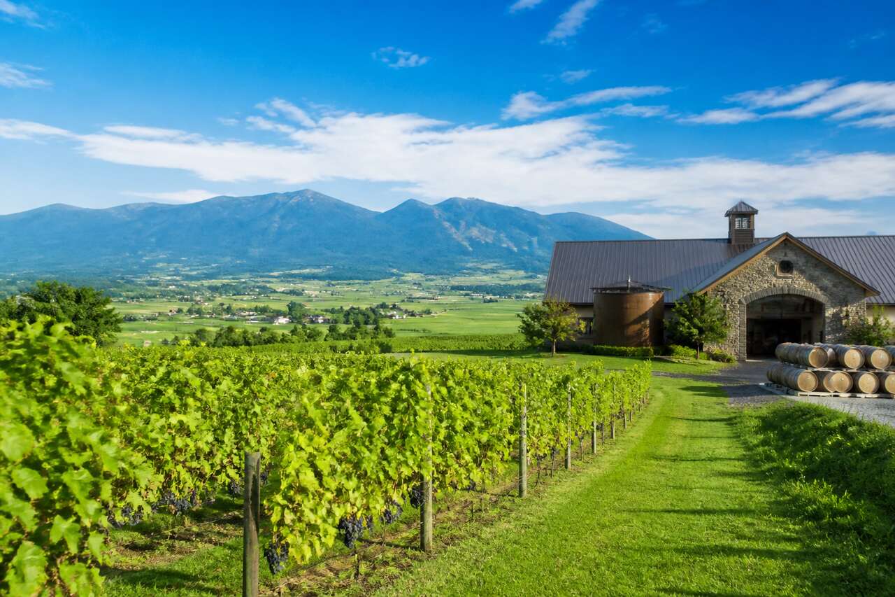 Vignoble et cave de Furano : découverte viticole à Sapporo