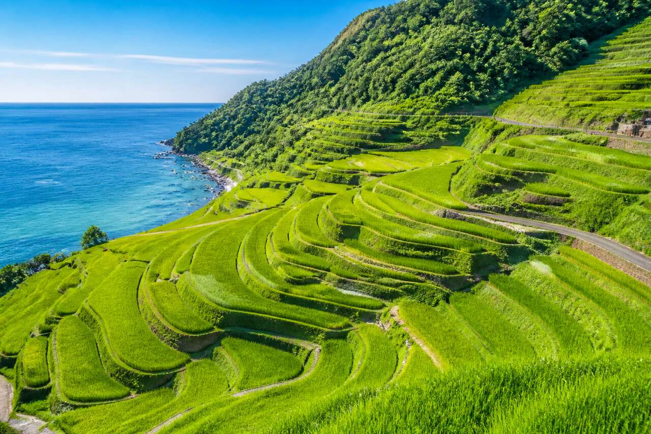 Les rizières de l'île à Osaka : un paysage naturel à découvrir