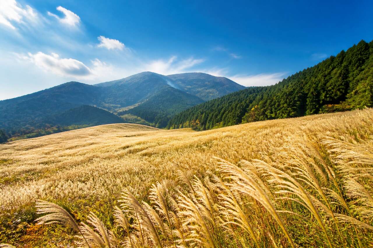 Sengokuhara : le champ de pampas incontournable de Hakone