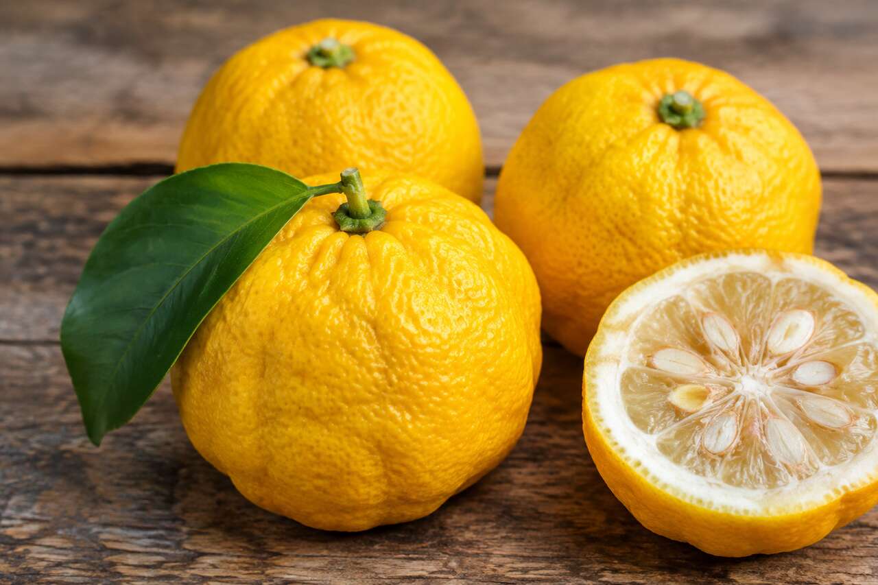 Le yuzu, un agrume devenu signature du japon Le yuzu, un agrume devenu signature du japon