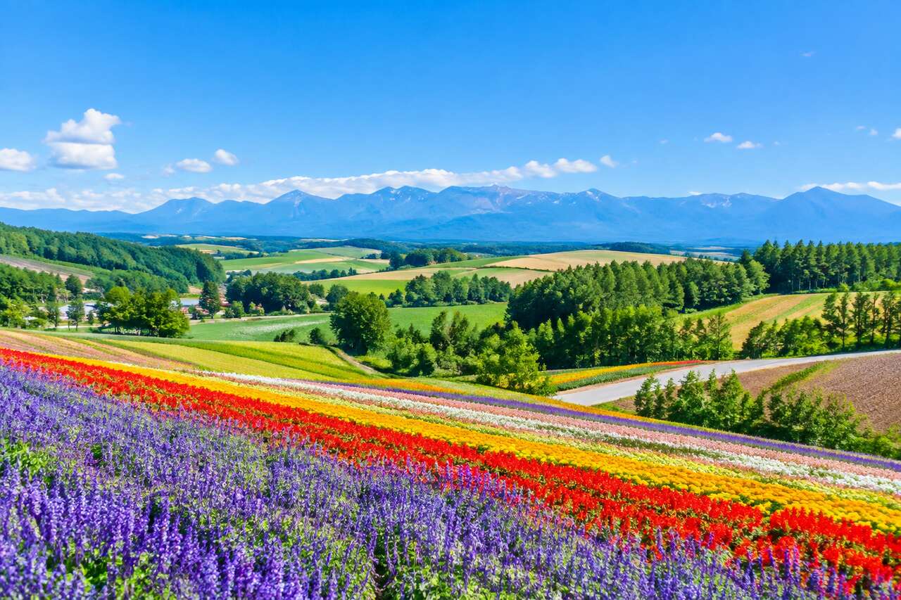 Biei : le village pittoresque d'Hokkaido à découvrir près de Sapporo